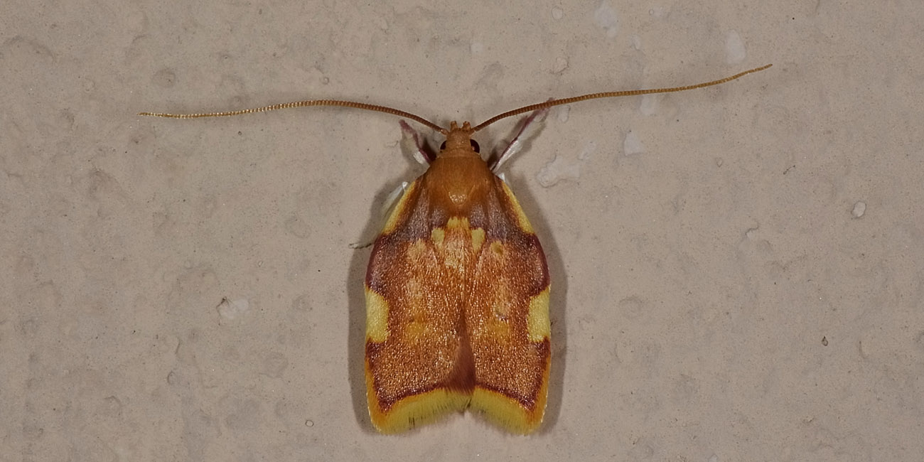 Tortricidae? No, Peleopodidae: Carcina quercana